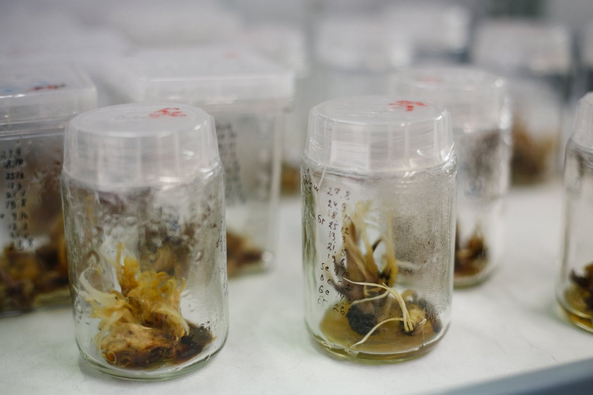 Биотехнологиялық әдіспен өсімдік арнайы шыны түтікте өсіріледі