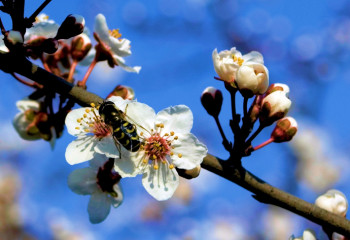 «Егемен Қазақстан» газетінде салауаттың насихатталуы