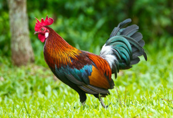 Тауық жылына арналған жұлдыз-жорамал