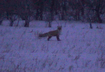 В Чалдае живут косули, лисы и птицы…