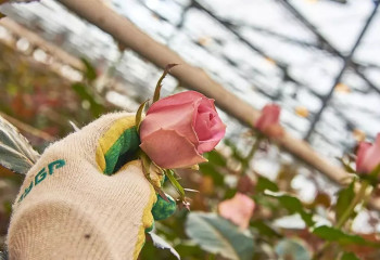 Миллион алых роз для казахстанцев