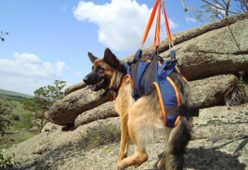 Не диванные собаки