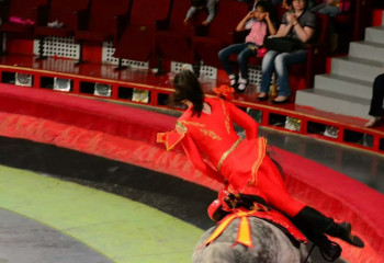 Нет глупых животных, есть неумелые дрессировщики