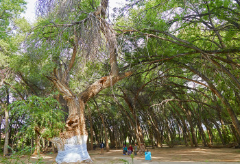 «Әулиеағаш» – жеті ғасырдың куәсі