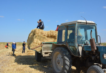 Қырманға кел, қалқатай!