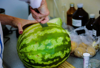 Санврач: Арбузы и дыни можно есть в любое время года