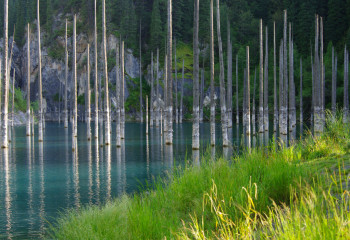 Затонувший лес