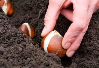 Вся надежда на тюльпаны