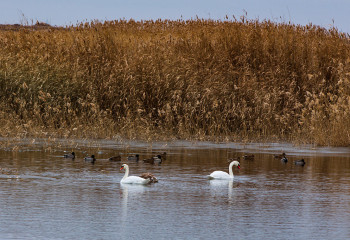 Айдында қалған аққулар