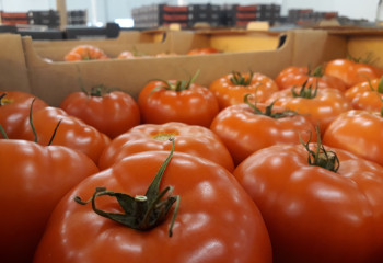 Помидоры родом из Экибастуза