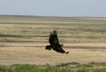 Территория и административно-территориального устройства Степных областей