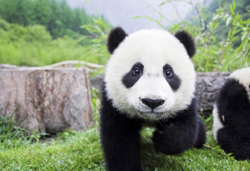 Познавая Китай