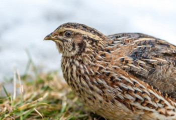 Бизнес в перьях