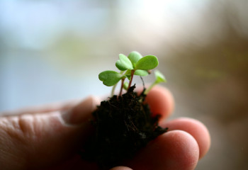 Плоды надежды