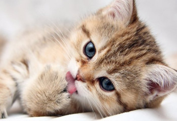 Мысық асыраудың ғылыми дәлелденген 10 себебі