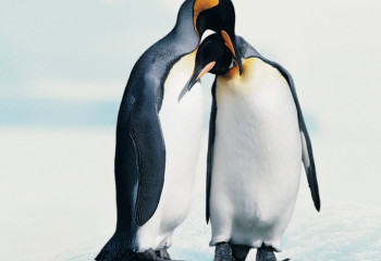 ТОП-10. Махаббатына берік аң-құстар