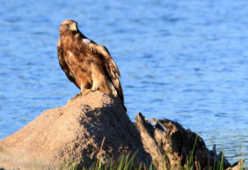 Баянауылда қандай жануарлар мекендейді?