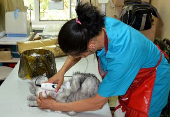 «Иттердің шаштаразы»