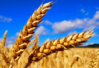 Агроөнеркәсіптік кешенді сандық жүйеге көшіру