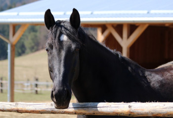 Жылқышы. Кеше және бүгін