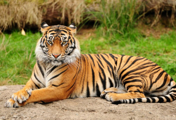 Алматыда жолбарыс жортқанын білесіз бе?