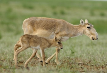 Ауа райының басты демеушісі - жан-жануарлар...