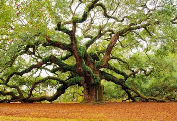 Алматыда емен өседі