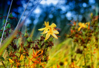 Өсімдіктану. Қазақ даласындағы емдік шөптер