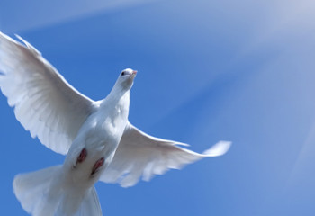 Өмірге деген құштарлық