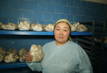 Шемішкенің қабығынан пайда тапқан...