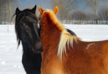 Соғымбасы немесе түйімшілік
