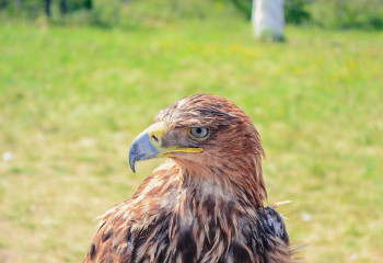 Мұхтар Мағауин шығармаларындағы ұлттық мінез (Жалғасы)