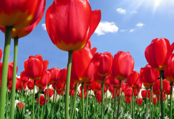 Көктем көркі – қызғалдақ