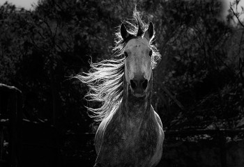 EQUUS жүлде алды