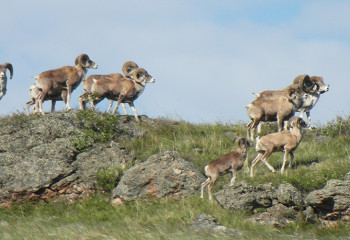 “Buiratau” is going to become a safari-park