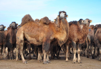 Мал өсірсең - түйе өсір...