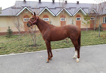 Қазақстандағы танымал тұлпарлар 