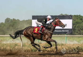 ТОП-10. Қазақстандағы ағылшын жылқылары 