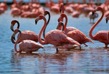 Қорғалжын қорығы – туризмге жол ашады