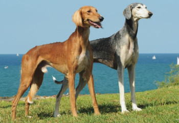 Қазақ тазысы әлемдік брендке қашан айналады?