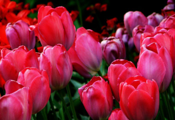 El.kz мерекелік акция жариялайды