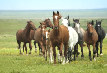 «Берекенің» берекесі