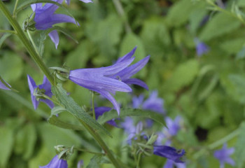 Өсімдіктердің төл атауын қалпына келтіруге бола ма?