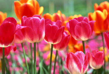 «Назарбаев» қызғалдағын естуіңіз бар ма?