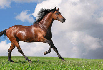 Сарыкүйіктің қымызын іштіңіз бе?