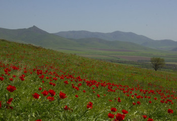 Шұбайқызылды көруге Швейцариядан келген жұп