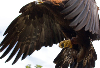 Бағдат Мүптекеқызы: Бүркітшілік - қазақтың бренді