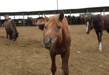 Сәйгүлік тізгіндеген полицейлер