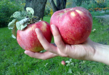 Алматының апорты неге дәмді?