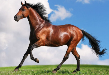 Тұлпарды тұяғынан таныған сыншы